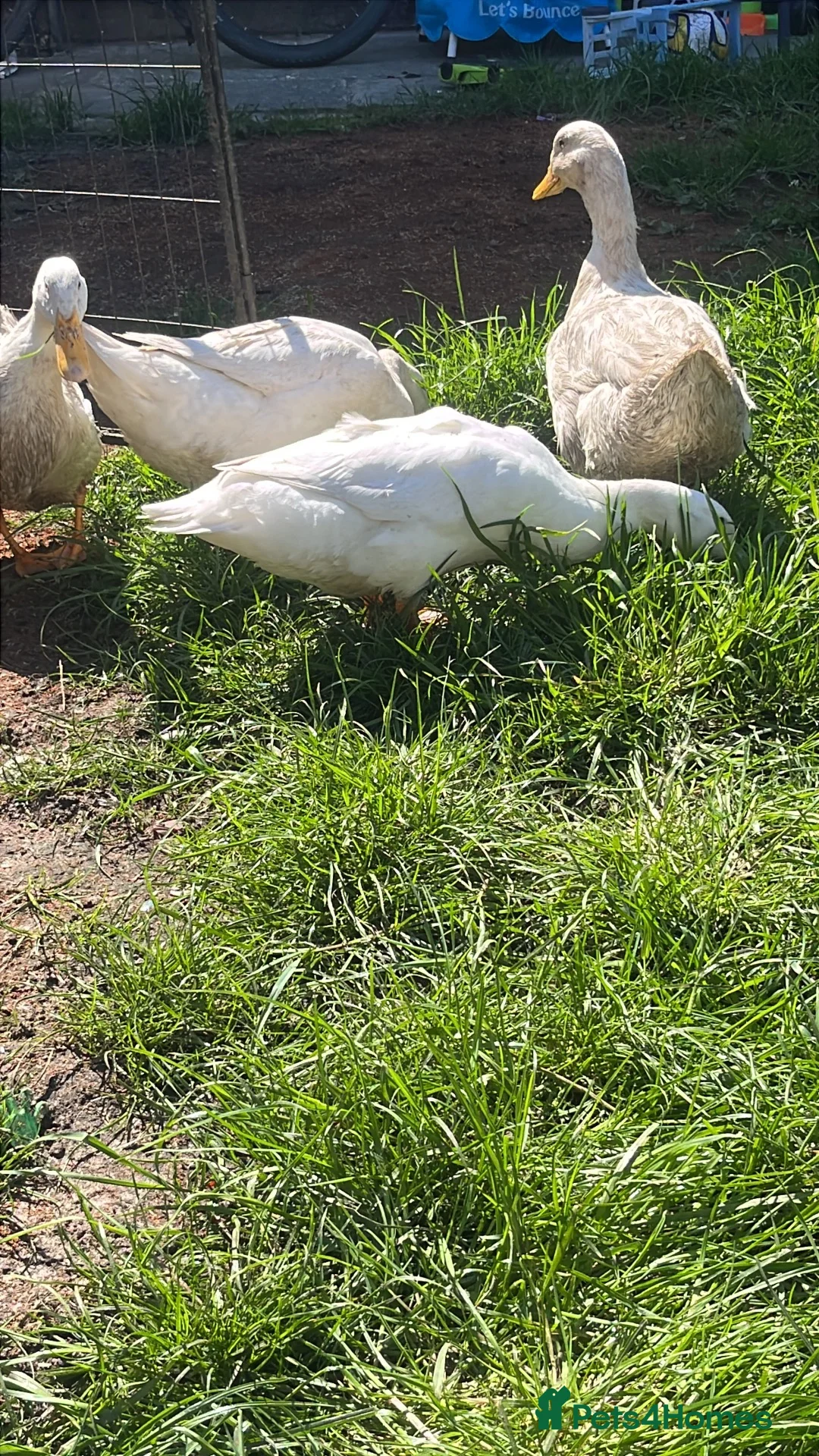 Ducks poultry for sale: 4 cherry Valley ducks (3f 1m) Bonded flock - Advert 2