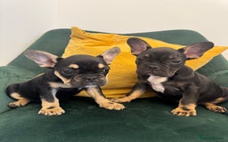 French Bulldog dogs for sale:  REDUCED, 1 GIRL LEFT French bulldog puppies  - Image 1