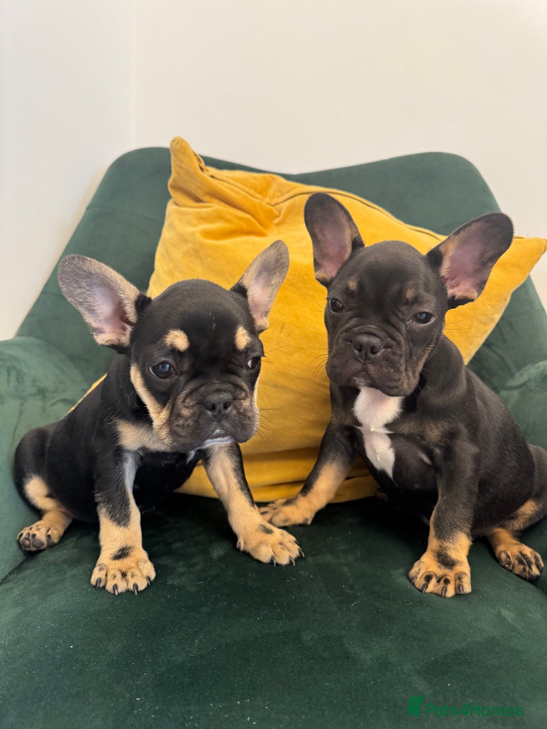 French Bulldog dogs for sale:  REDUCED, 1 GIRL LEFT French bulldog puppies  - Image 1