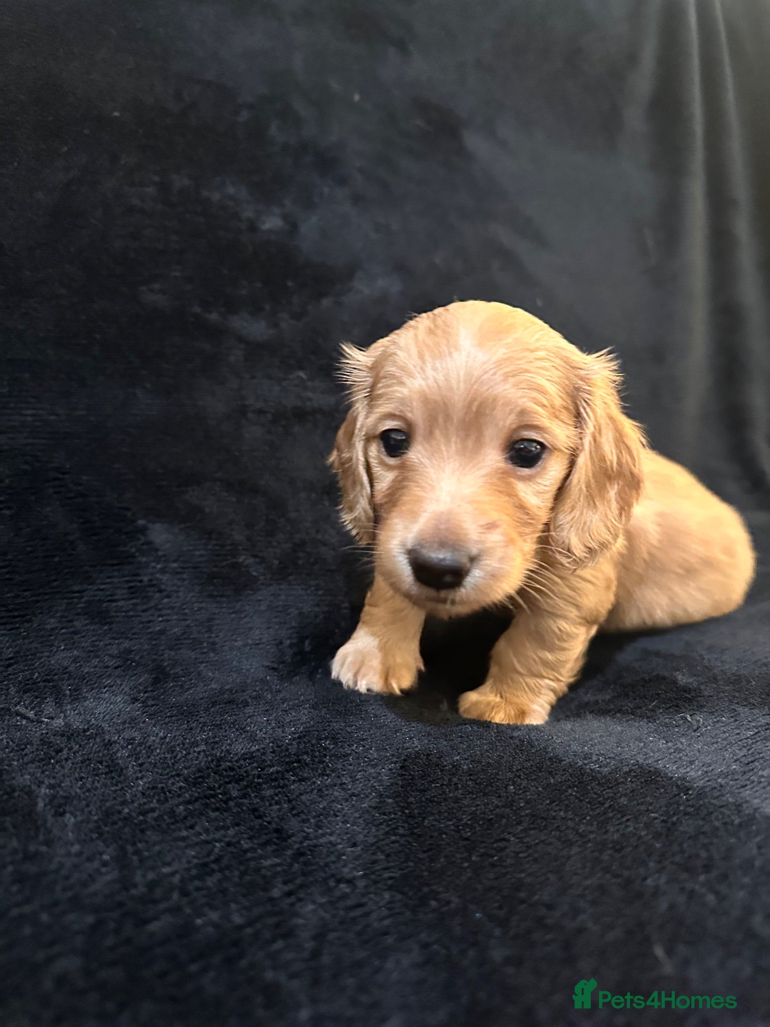 Miniature Dachshund dogs 2 boys left stunning long haired mini dachshund  - Advert 2