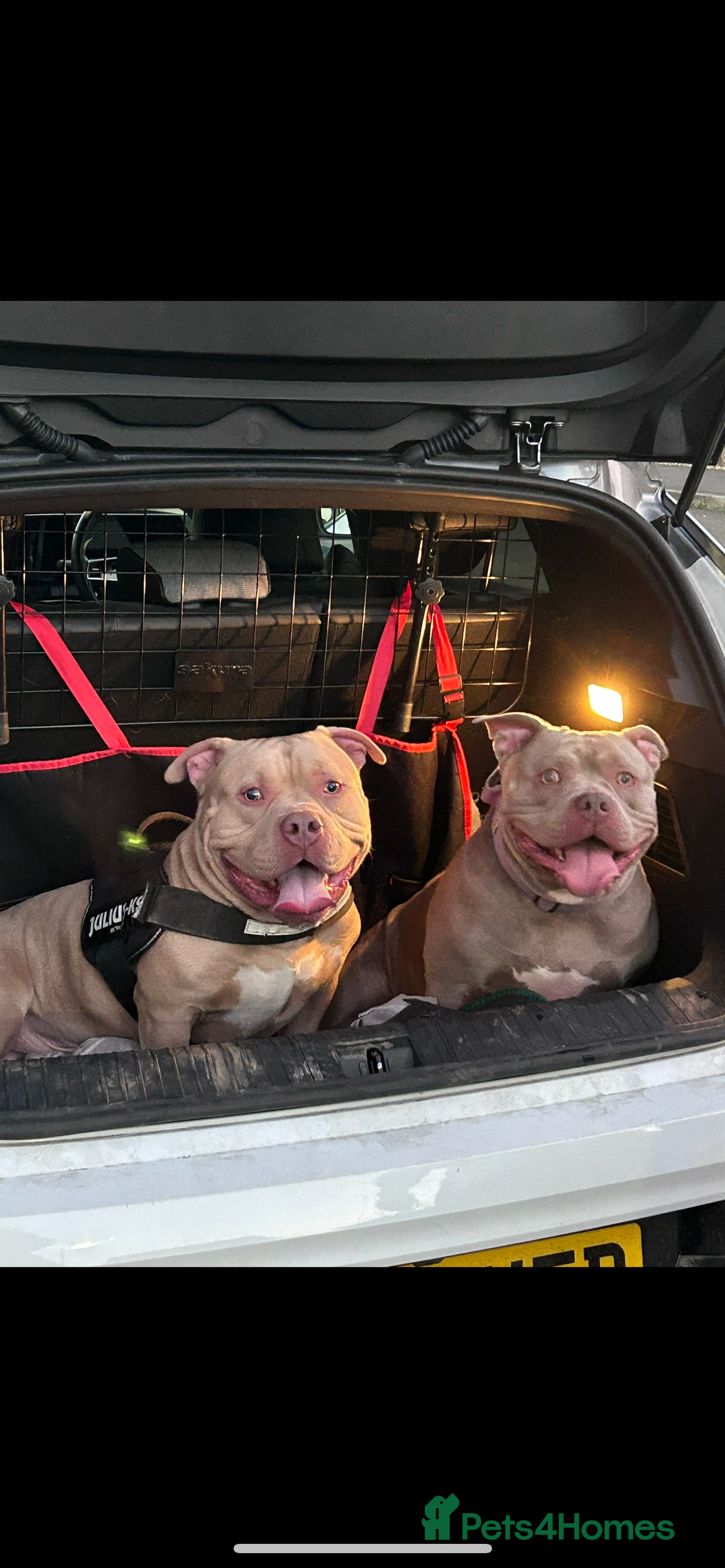 American Bully dogs for sale: For rehome - Image 6