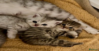 British Shorthair cats - Advert 15