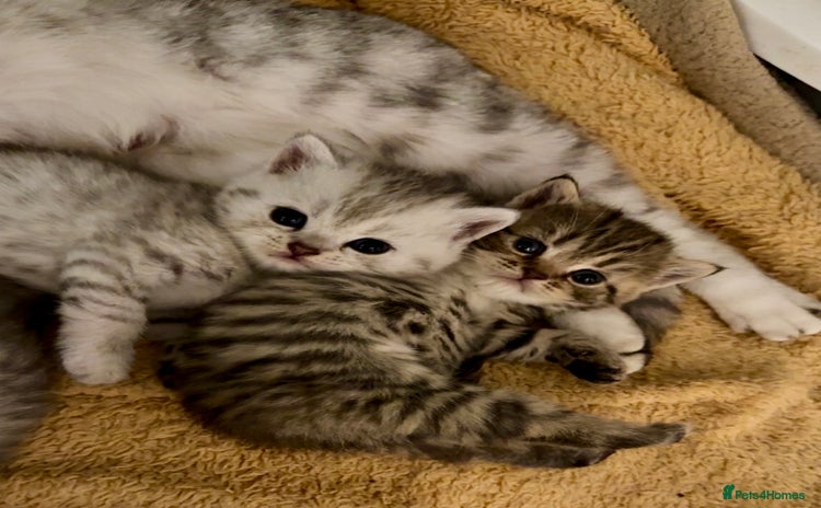 British Shorthair cats - Advert 13