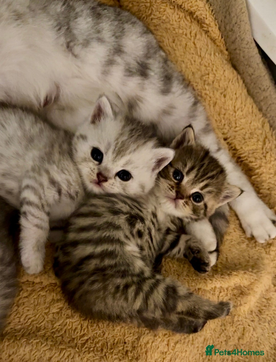 British Shorthair cats for sale: 🐾Adorable British Shorthair Kittens🐾 - Image 1