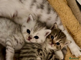 British Shorthair cats for sale - Advert 1