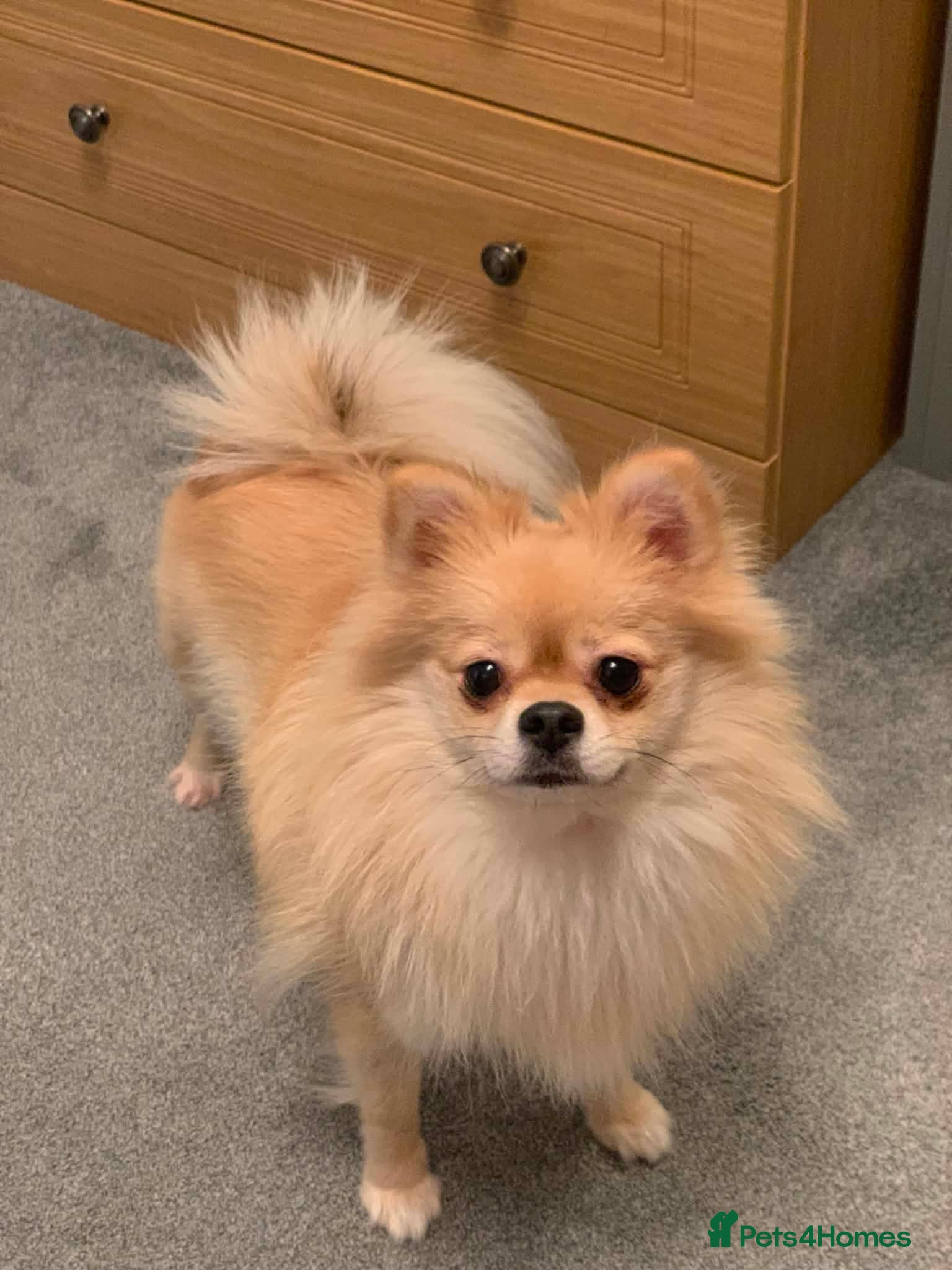 Mixed Breed dogs Beautiful Female Pomoranian - Advert 2