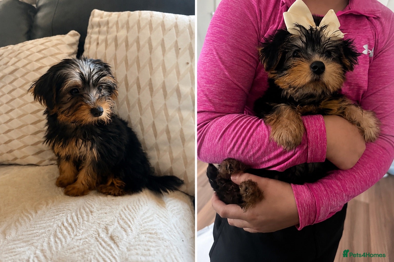 Yorkshire Terrier dogs NOW READY. 🐶 Adorable Yorkshire Terrier Puppies  - Advert 1