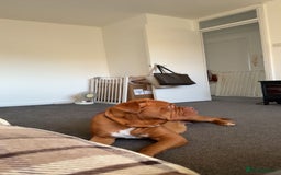 Dogue De Bordeaux dogs for sale: Tina  - Image 4