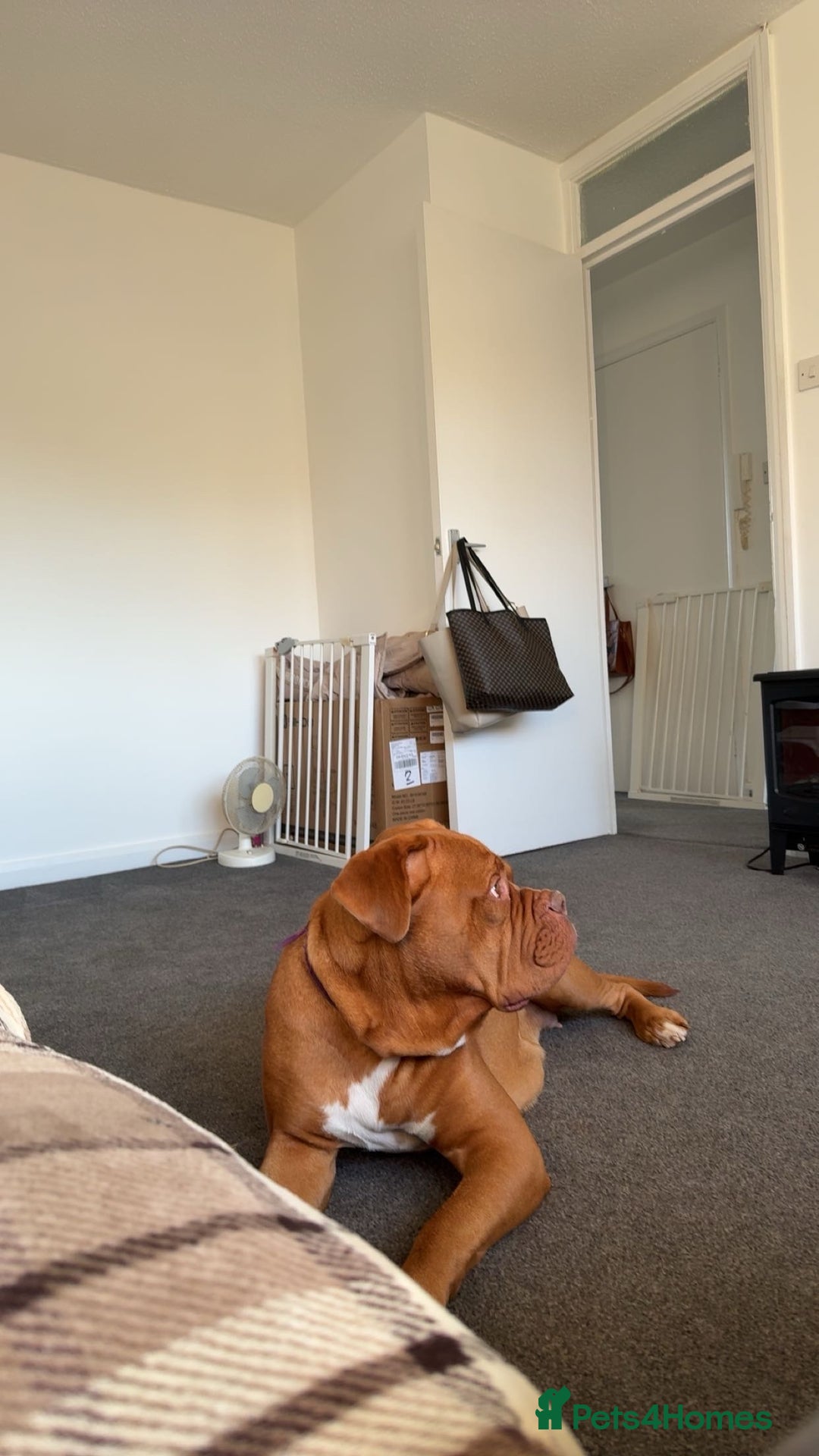 Dogue De Bordeaux dogs for sale: Tina  - Image 4