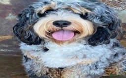 Sheepadoodle dogs for sale: unique midi sheepadoodle babies - Image 30