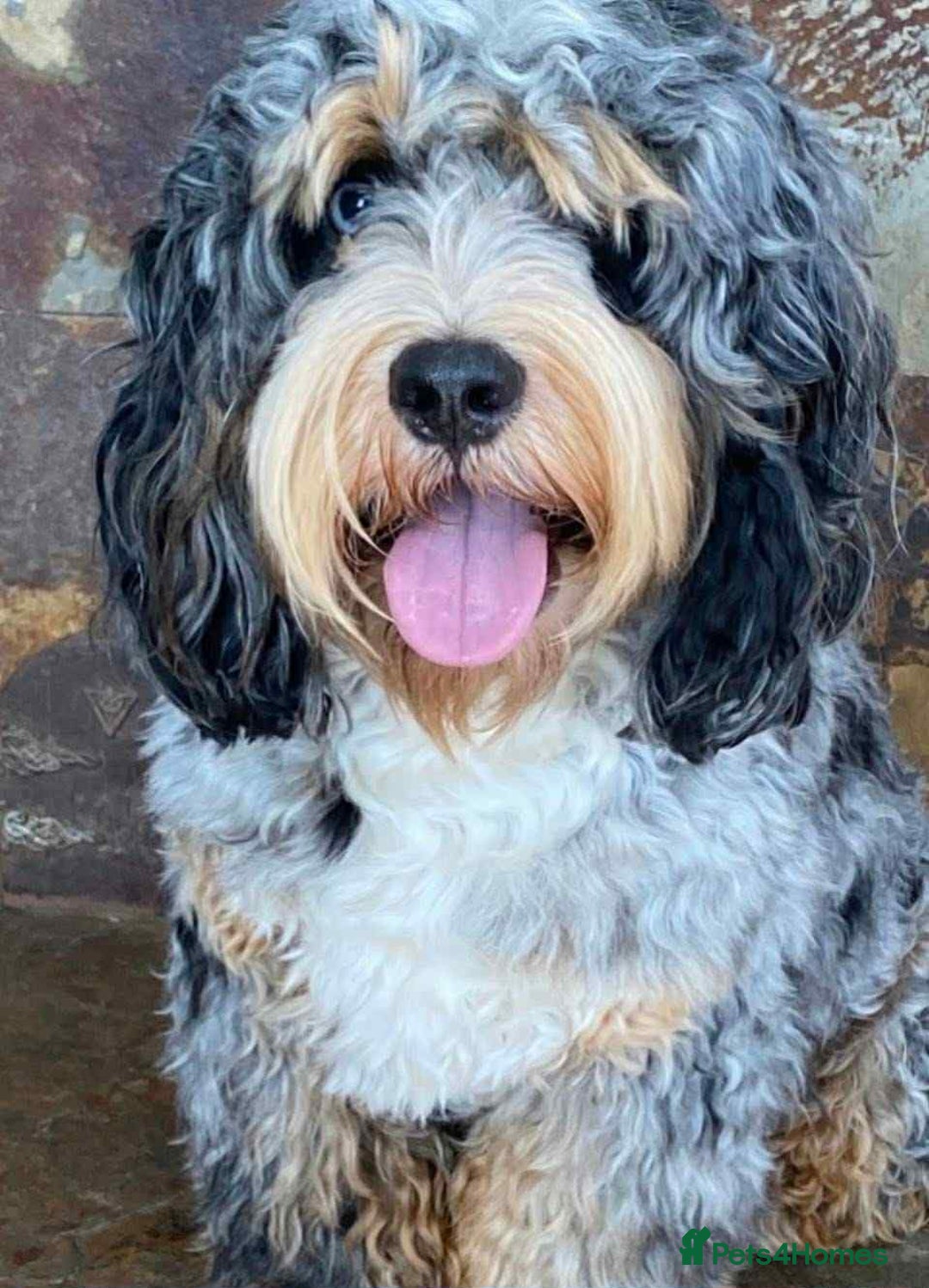Sheepadoodle dogs for sale: unique midi sheepadoodle babies - Image 30