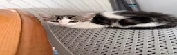 Domestic Shorthair cats for sale: Kittens for sale - Advert 10