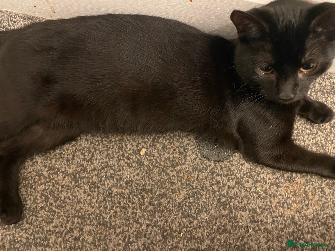 Mixed Breed cats for sale: *Free££* Beautiful brothers looking loving home - Advert 5