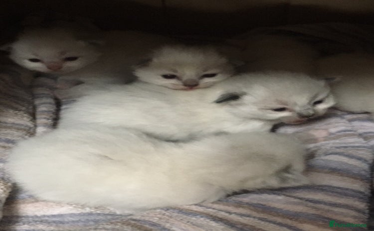 Ragdoll cats - Advert 11