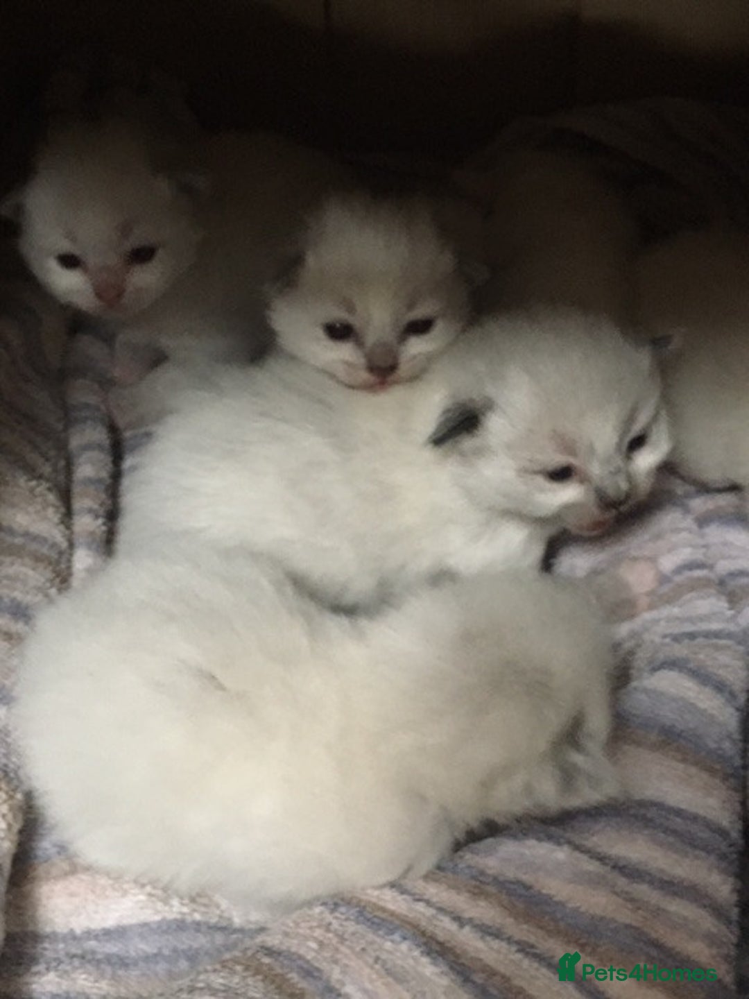Ragdoll cats for sale: Purebred Ragdoll Kittens HCM PKD  clear - Image 1