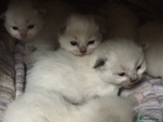 Ragdoll cats - Advert 5