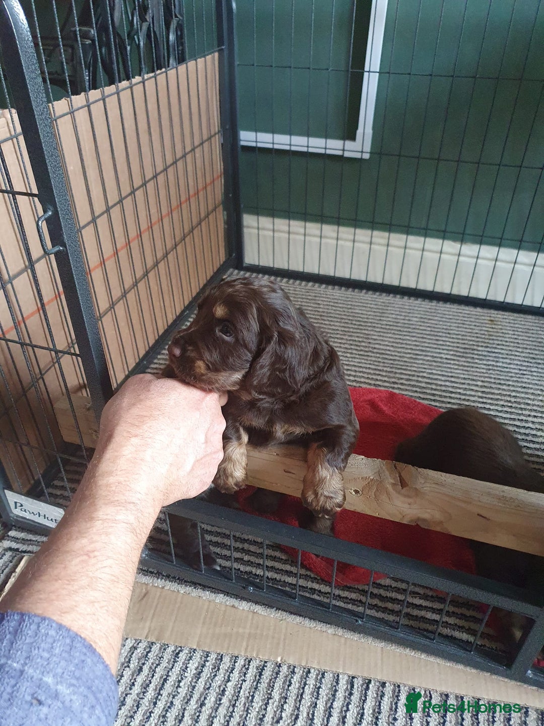 Cocker Spaniel dogs for stud: PROVEN chocolate working cocker spaniel for stud  in Cockermouth - Image 13