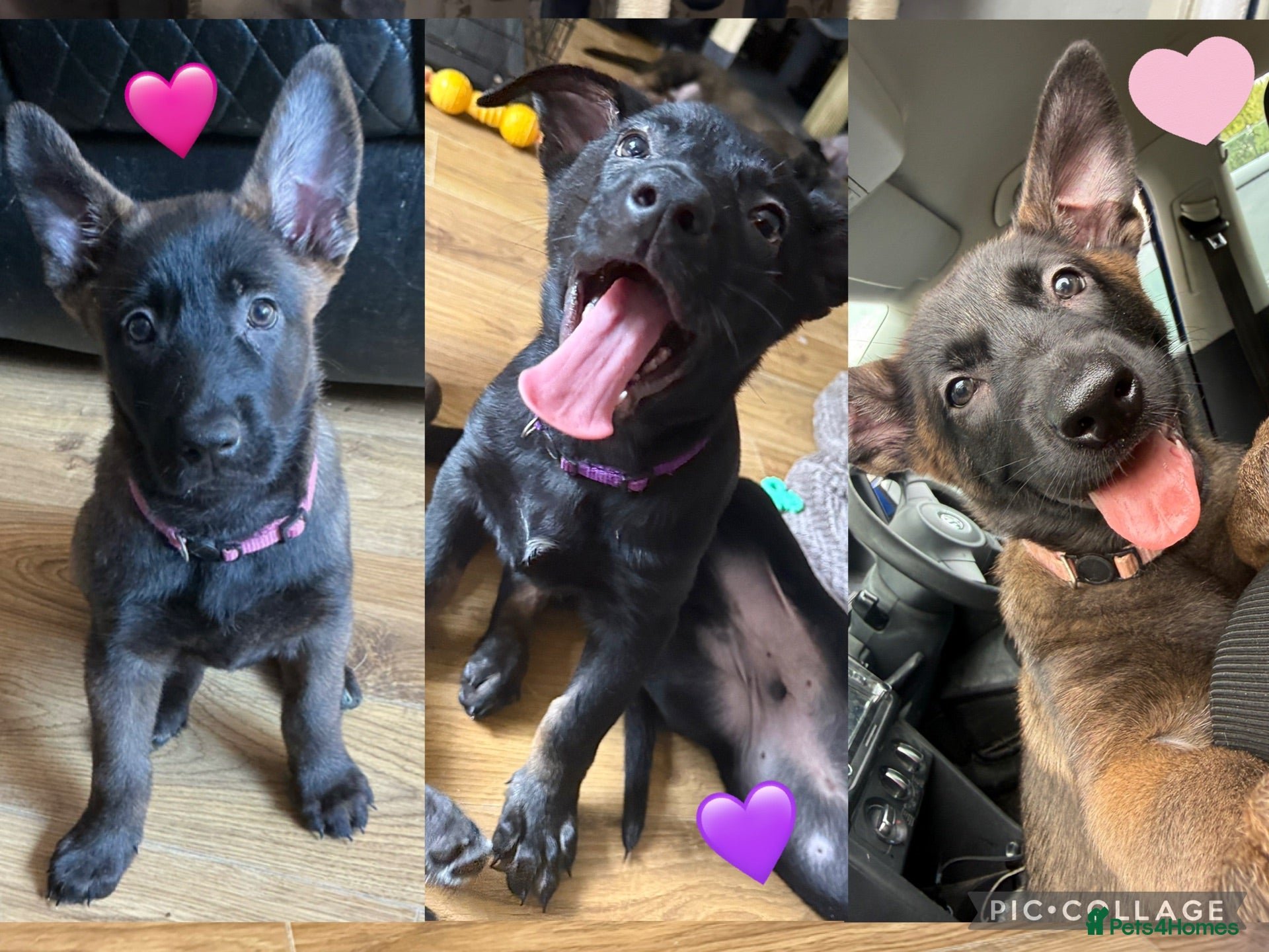 Belgian Shepherd Dog dogs 5 Belgian shepherds READY TO GO - Advert 3