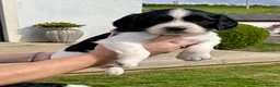 English Springer Spaniel dogs for sale: KC registered English Springer Spaniels - Advert 8