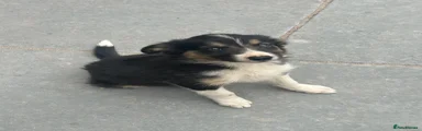 Mixed Breed 1