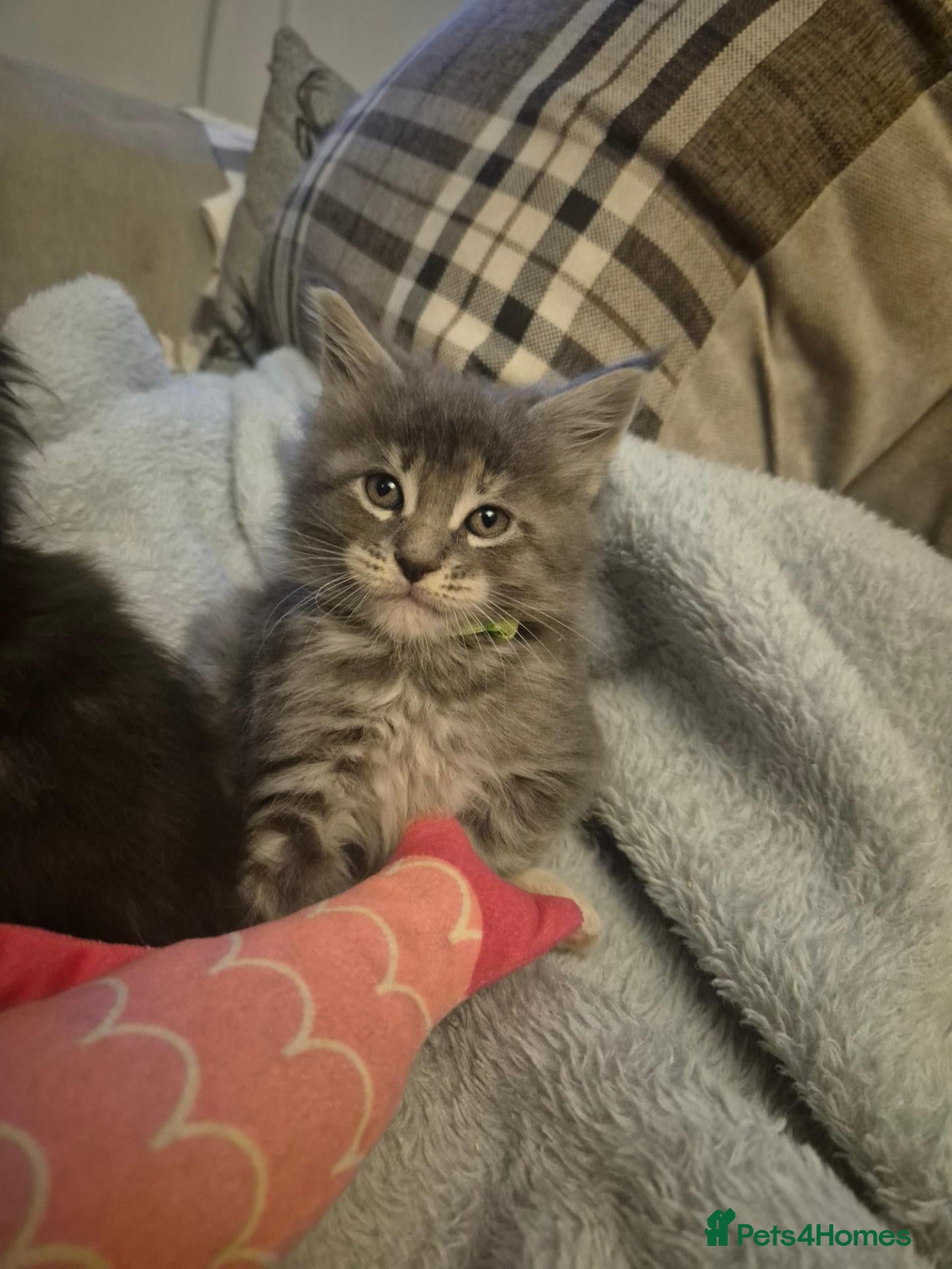 Maine Coon cats  One Boy, One Girl Maine Coons Kittens left 😍😸  - Advert 2
