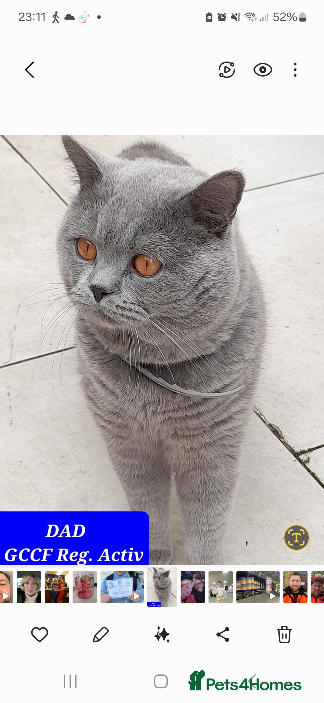 British Shorthair cats for sale: BSH and BLH kittens for new home  - Advert 2