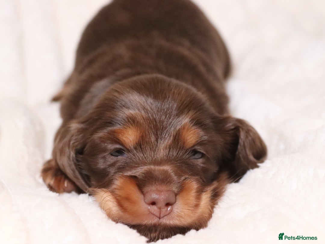 Miniature Dachshund dogs for sale: Exceptional miniature longhaired dachshunds  - Advert 19