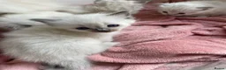 Ragdoll cats for sale: Pure/full Ragdoll kittens one girl and two boys  in Northwich - Advert 1
