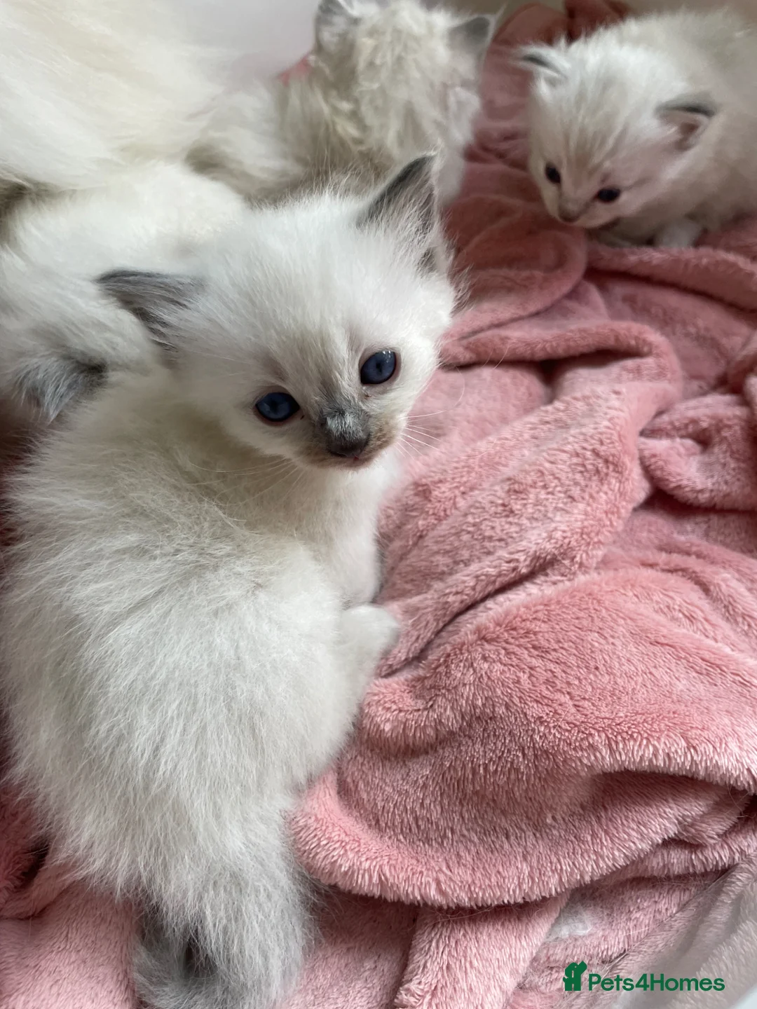 Ragdoll cats for sale: Pure/full Ragdoll kittens one girl and two boys  in Northwich - Advert 1