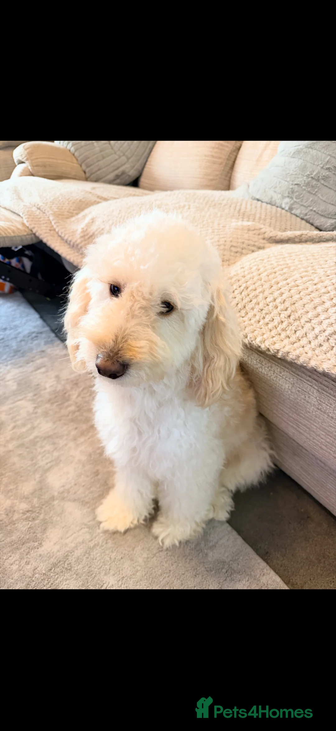 Cockapoo dogs for sale: 1.5 year old Cockapoo - Advert 2