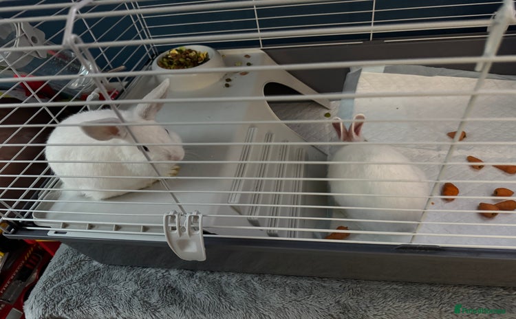 Mixed Breed rabbits White rabbits - Advert 4