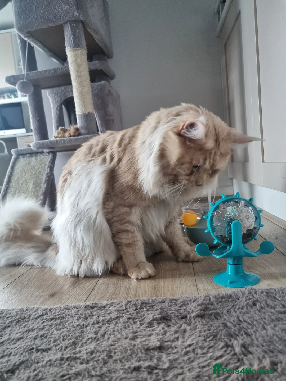 Maine Coon cats for stud: Dual registered Champion winner Maine coon stud in Manningtree - Advert 5
