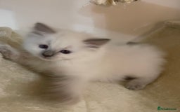 Ragdoll cats for sale: 2 rag doll boys - Image 7