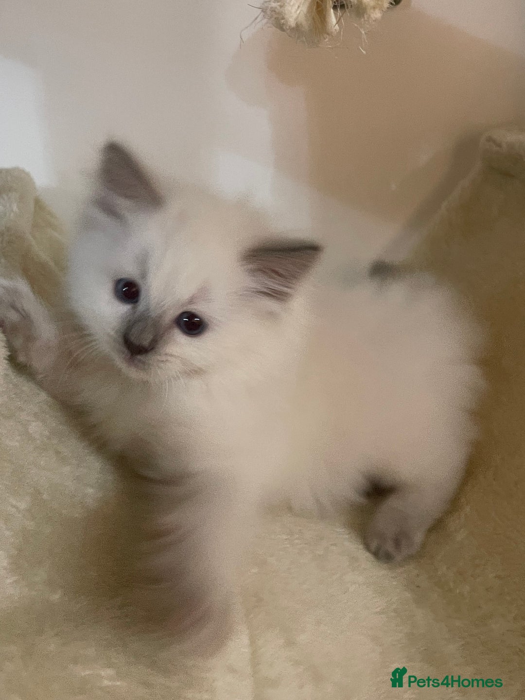 Ragdoll cats for sale: 2 rag doll boys - Image 7