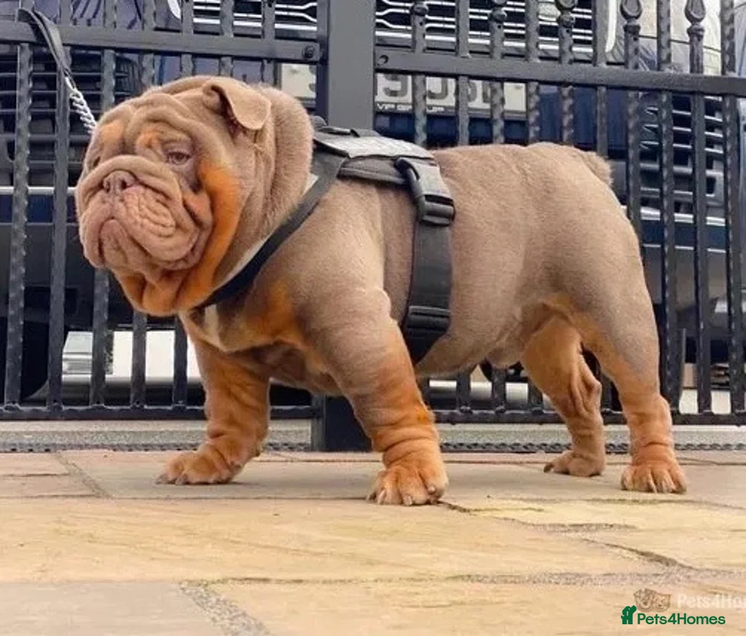 English Bulldog dogs for stud: !!REDUCED!! RYDER SON OF BENCHPRESS - STUD in Basildon - Advert 5