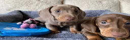 Dachshund dogs for sale: KC miniature smooth haired DNA tested dachshunds  - Advert 2