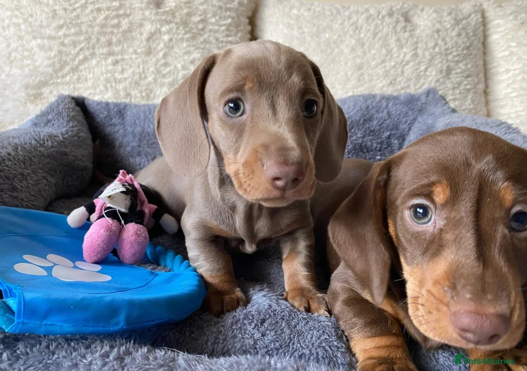 Dachshund dogs for sale: KC miniature smooth haired DNA tested dachshunds  - Advert 2