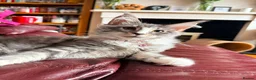Maine Coon cats for sale: Beautiful pedigree FEMALE Maine Coon kitten - Advert 7