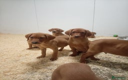 Labrador Retriever dogs for sale: Kc reg fox red working Labradors  - Image 9