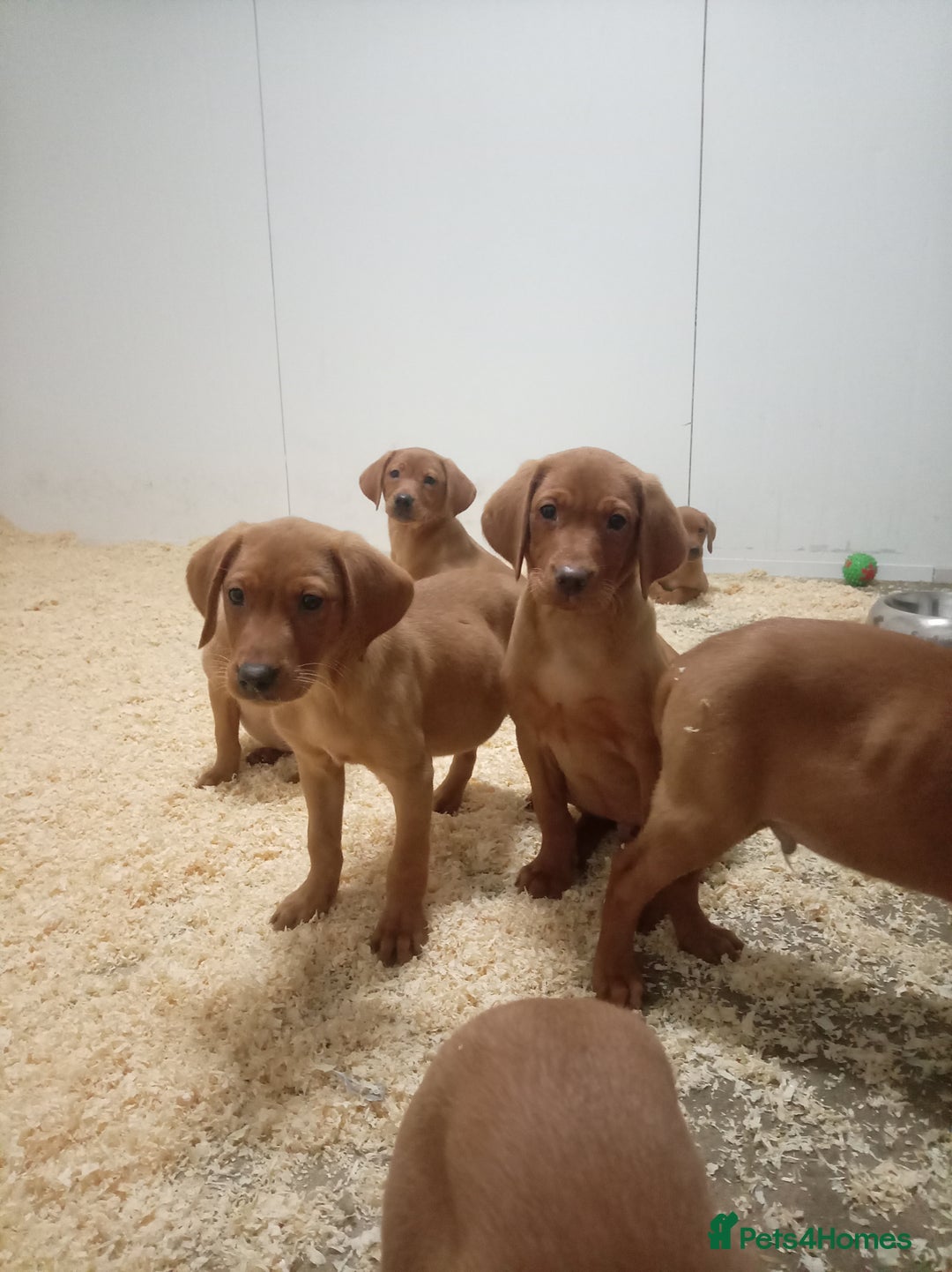 Labrador Retriever dogs for sale: Kc reg fox red working Labradors  - Image 9