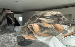 Shih Tzu dogs for sale: SHIT TZU grey puppy - Image 9