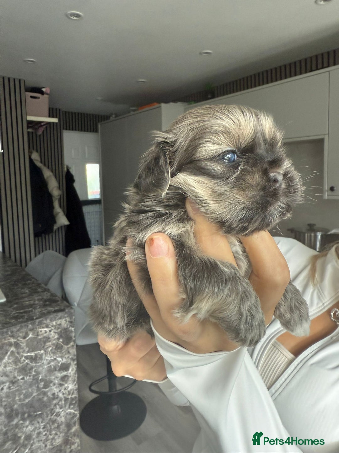 Shih Tzu dogs for sale: SHIT TZU grey puppy - Image 9