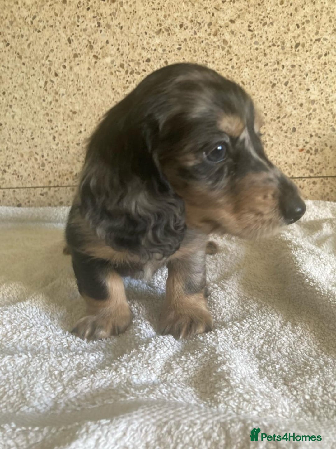 Miniature Dachshund dogs for sale: ADORABLE MINIATURE DACHSHUND PUPPIES - Image 2