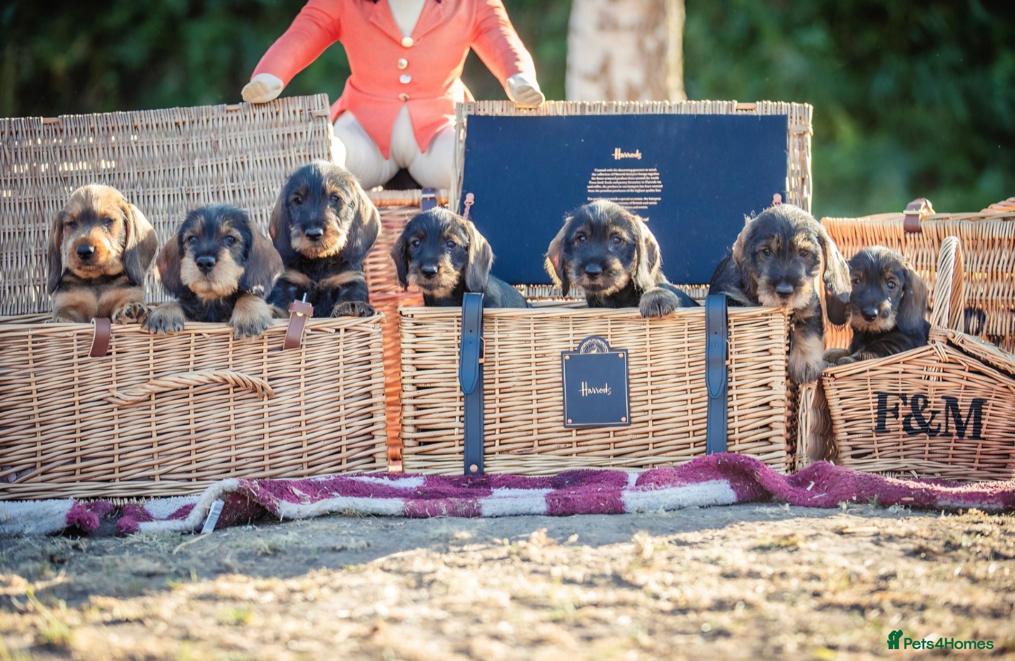 Dachshund dogs KC Standard Wire-Haired Dachs - Advert 1