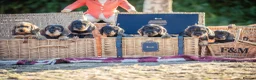 Dachshund dogs for sale: KC Standard Wire-Haired Dachs - Advert 1