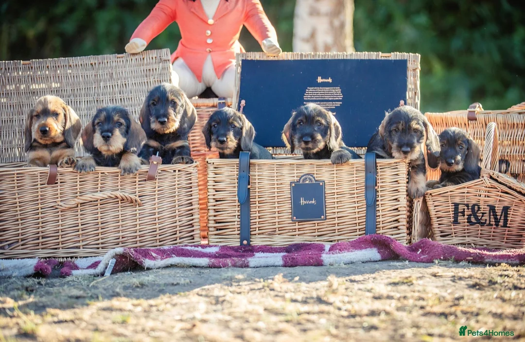 Dachshund dogs for sale: KC Standard Wire-Haired Dachs - Advert 1