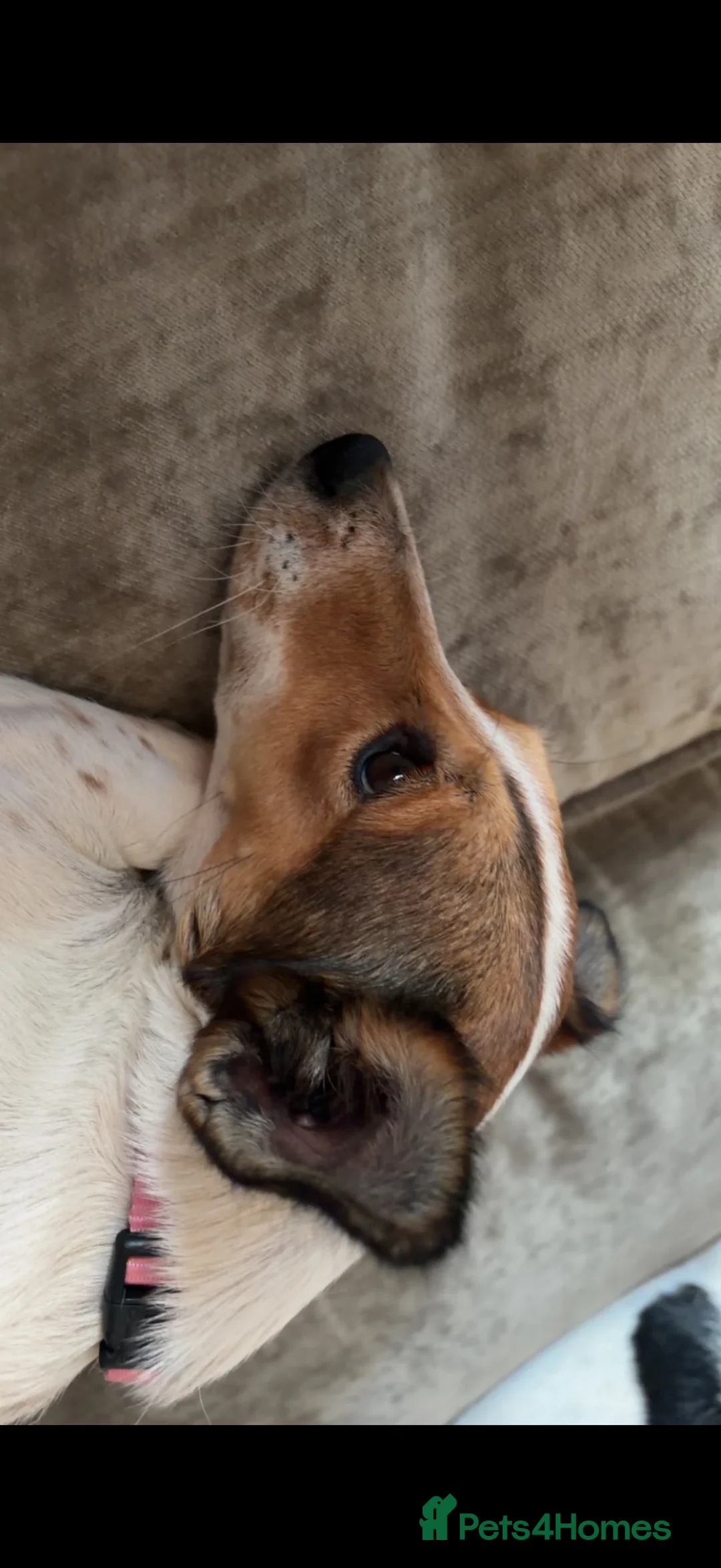 Jack Russell dogs for sale: Jack Russell puppies  in Consett - Advert 2
