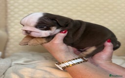 English Bulldog dogs for sale: English Bulldog - Image 17