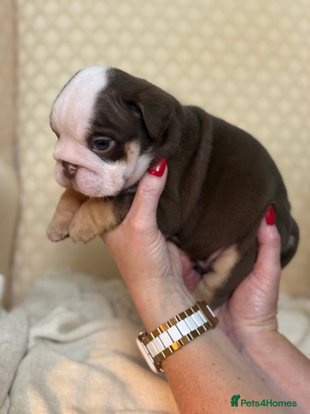 English Bulldog dogs for sale: English Bulldog - Image 17