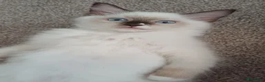 Ragdoll 1